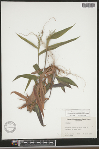 Panicum commutatum image