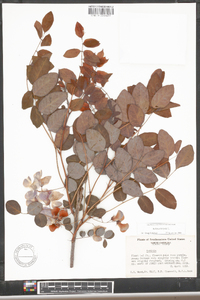 Robinia hispida image