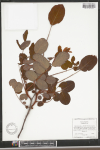 Robinia hispida image