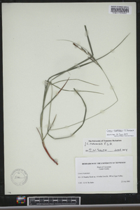 Carex roanensis image