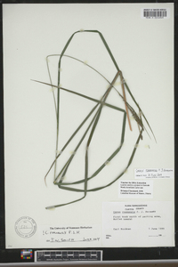 Carex roanensis image