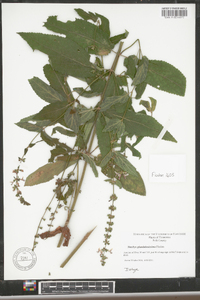 Stachys glandulosissima image