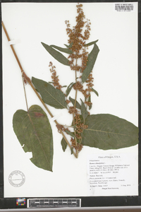 Rumex obtusifolius image