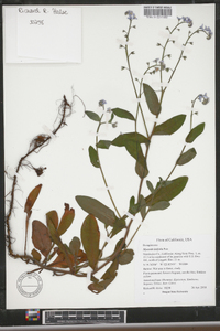 Myosotis latifolia image