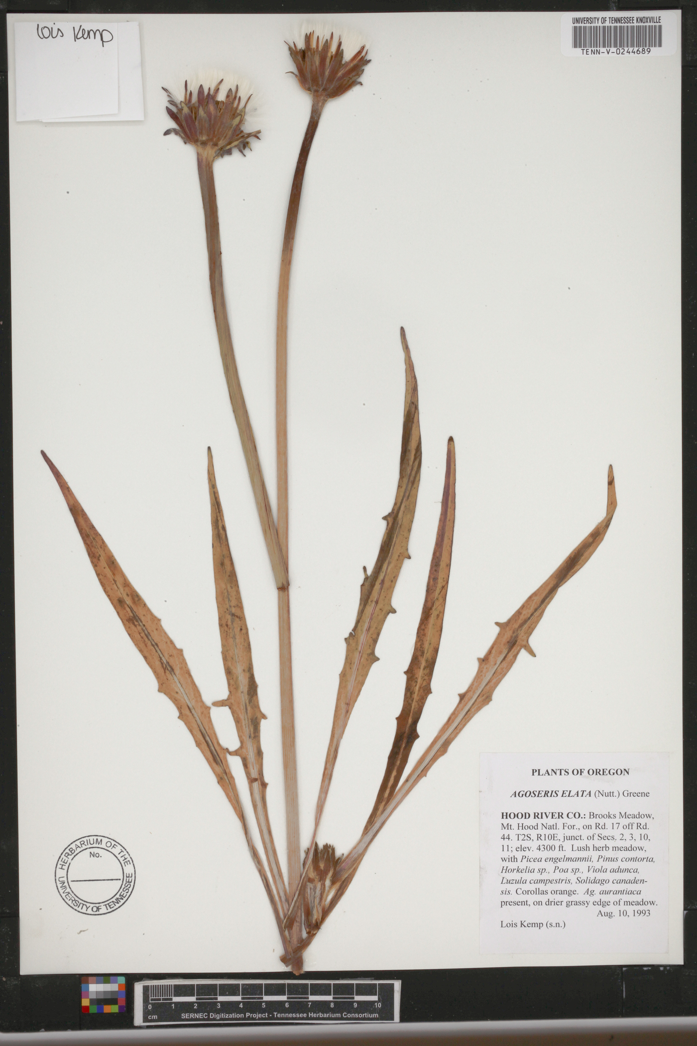 Agoseris elata image