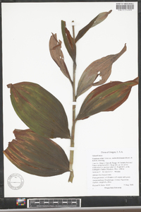 Veratrum viride image