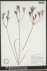 Brodiaea elegans subsp. elegans image