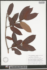 Mascarenhasia arborescens image