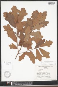 Quercus chapmanii image