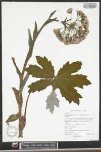 Petasites frigidus var. palmatus image