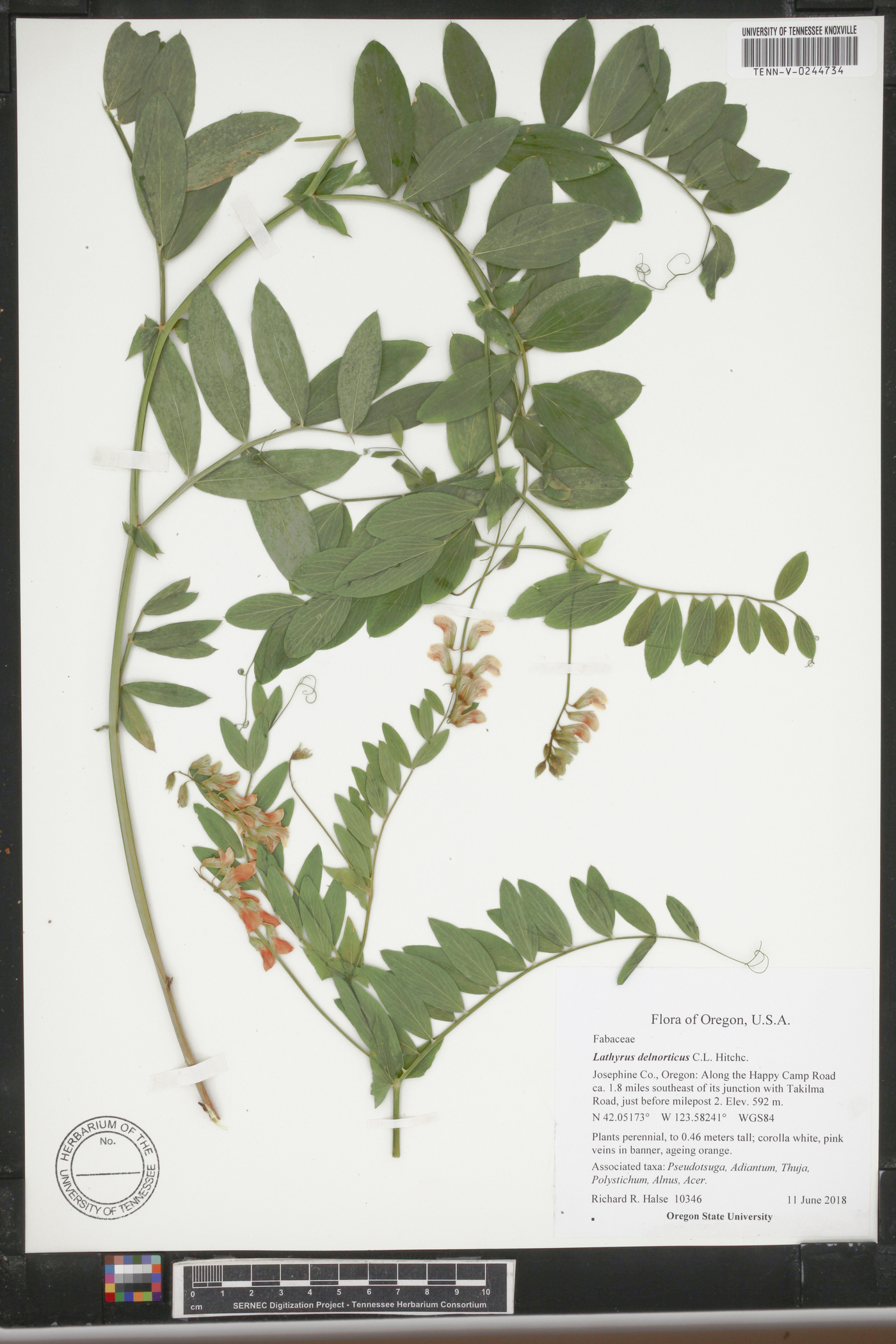 Lathyrus delnorticus image