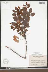 Robinia hispida image