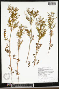 Eucrypta chrysanthemifolia image