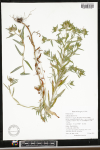 Collomia linearis image