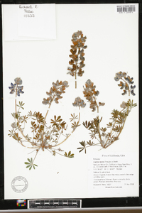 Lupinus nanus image