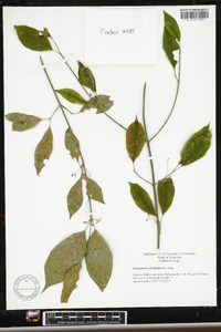 Euonymus atropurpureus image