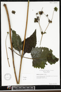 Silphium wasiotense image
