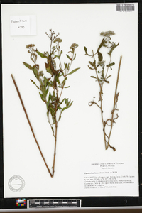 Eupatorium lanceolatum image