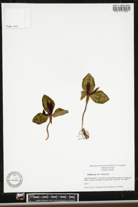 Trillium delicatum image