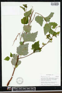 Betula pendula image