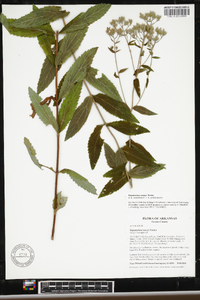 Eupatorium vaseyi image