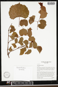 Vitis rupestris image