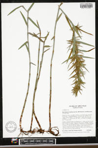 Dulichium arundinaceum var. arundinaceum image