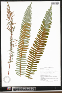 Blechnum spicant image