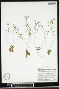 Draba cuneifolia image