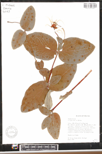 Clematis addisonii image