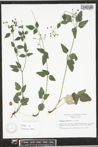 Thaspium trifoliatum image