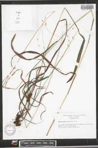 Bromus pubescens image