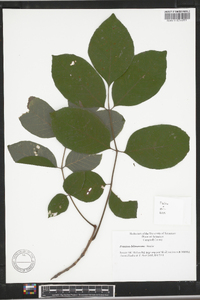 Fraxinus biltmoreana image