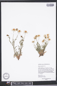 Erigeron pumilus image