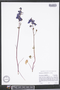 Delphinium nuttallianum image