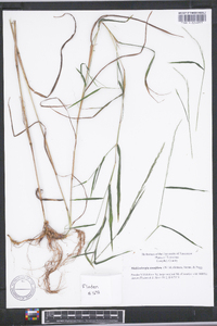 Muhlenbergia tenuiflora image