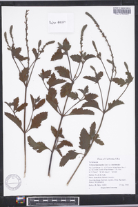 Verbena lasiostachys image