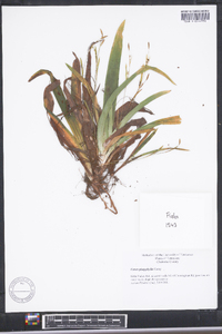 Carex platyphylla image