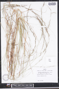 Aristida purpurascens image