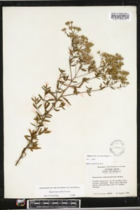 Eupatorium mohrii image