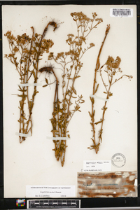 Eupatorium mohrii image