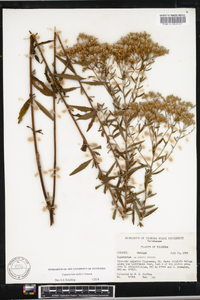 Eupatorium mohrii image