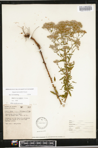 Eupatorium mohrii image