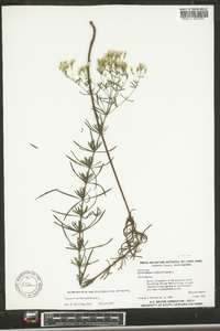 Eupatorium compositifolium image