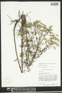 Eupatorium compositifolium image