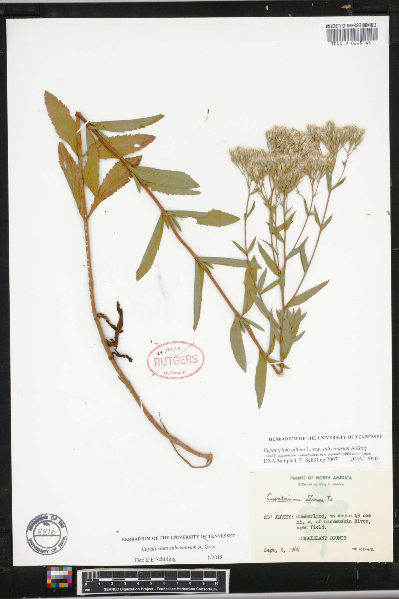 Eupatorium subvenosum image