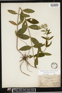 Eupatorium subvenosum image