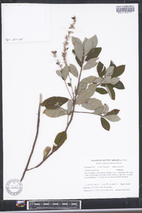 Clethra tomentosa image