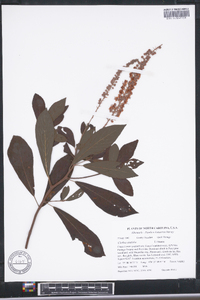 Clethra alnifolia image