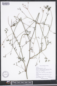 Petroselinum segetum image